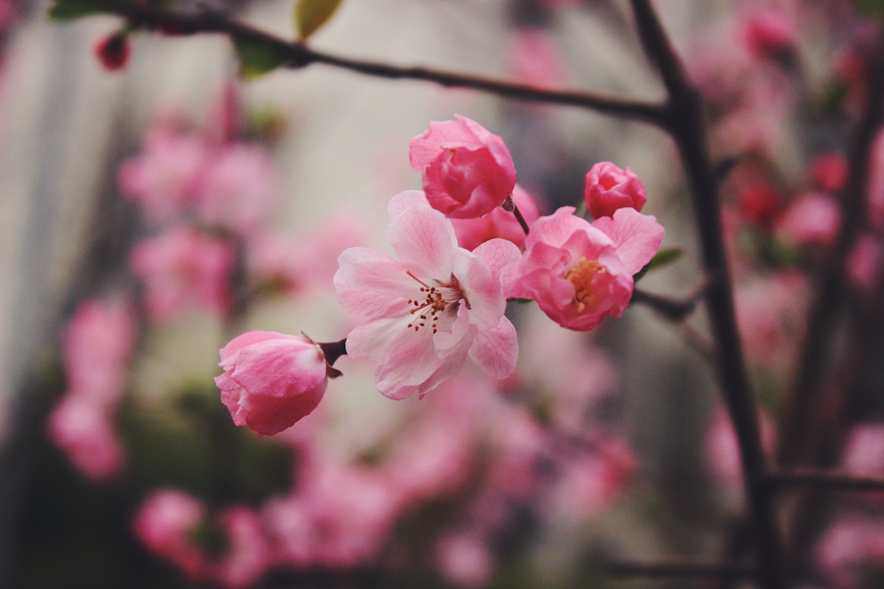 又是一年桃花开