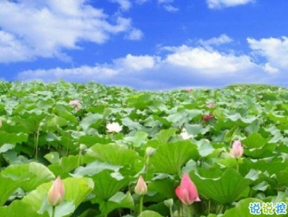 夏天可以发的文艺说说带图片 夏日清凉说说心情短语6